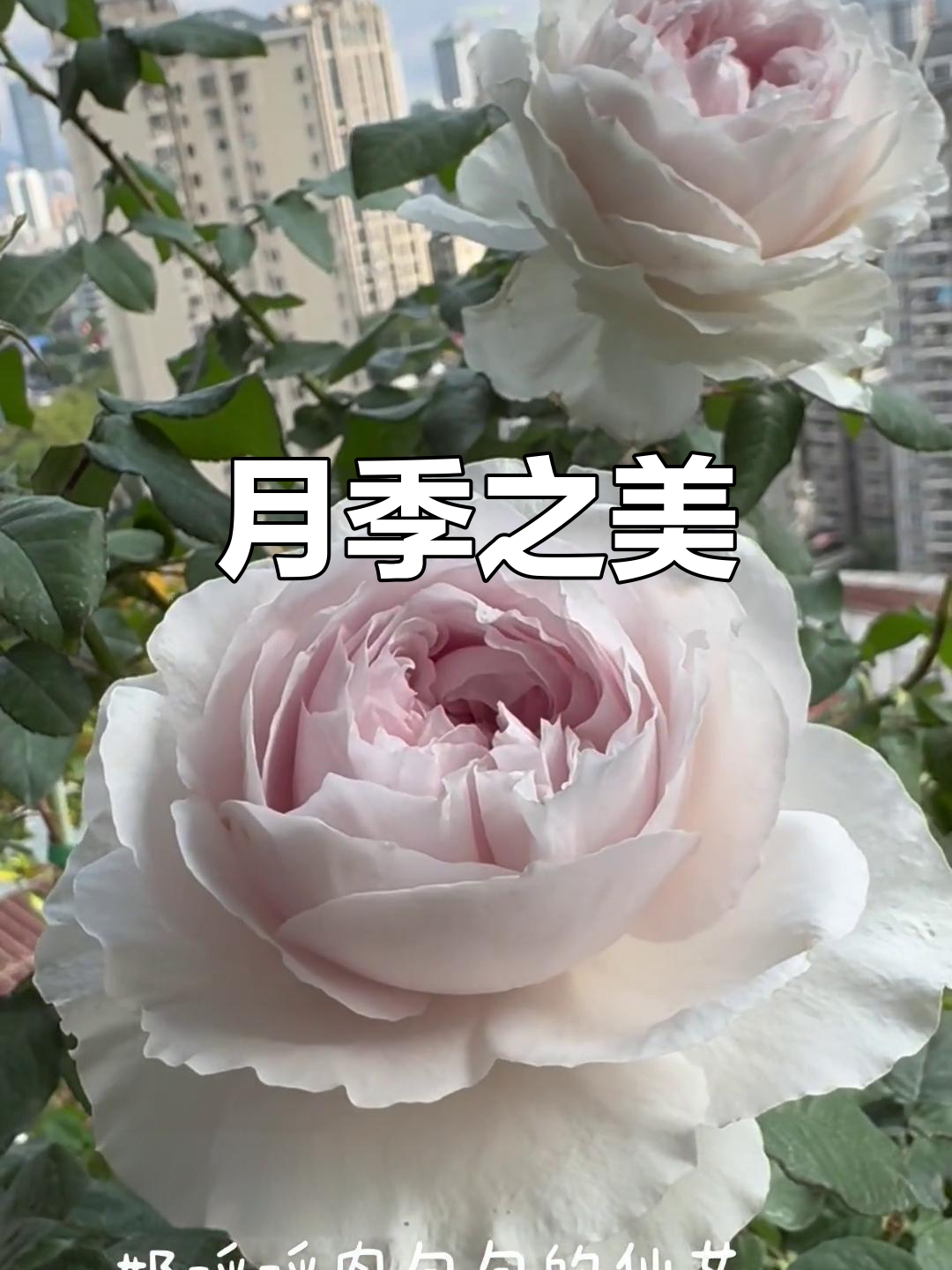 草莓奶昔月季,香气扑鼻,花型完美,花期持久