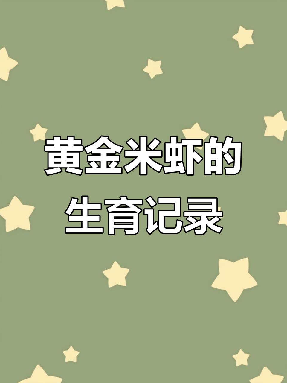 黄金米虾繁殖观察,期待小宝宝的诞生