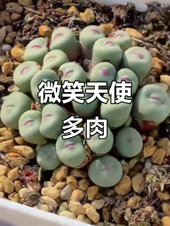 肉锥小红嘴，粉紫萌态十足，宛如微笑天使般可爱