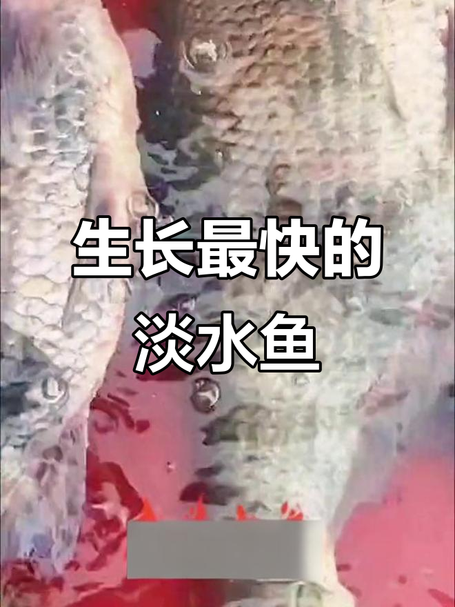 淡水鱼养殖速度大揭秘:这些品种长得最快