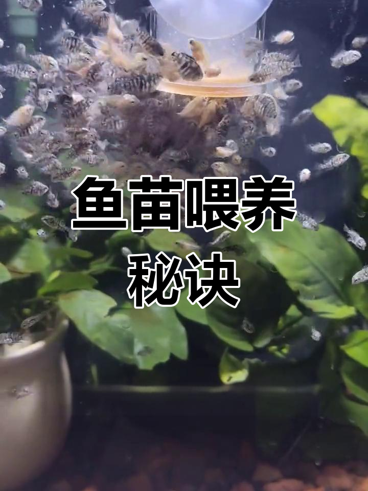 迷你鹦鹉鱼苗何时投喂?哪种食物能助其快速成长呢?