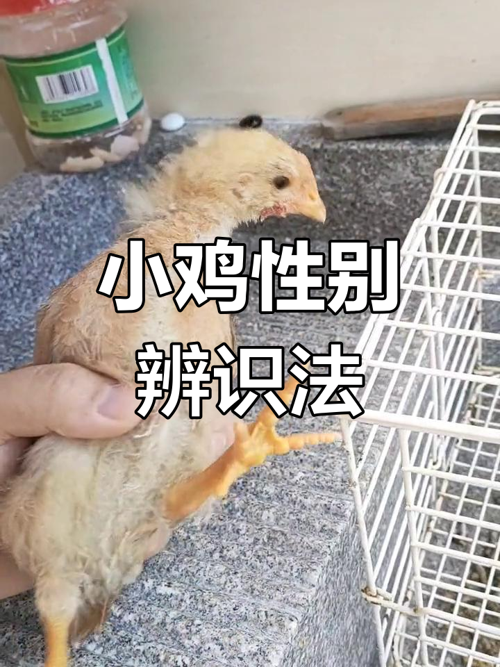 一个月小鸡公母辨别小技巧,轻松掌握!