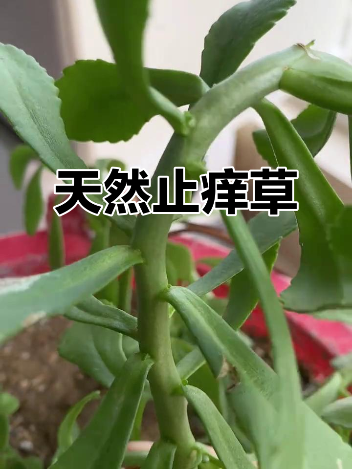 夏季必备！这种植物能快速止痒，家里有小孩必种