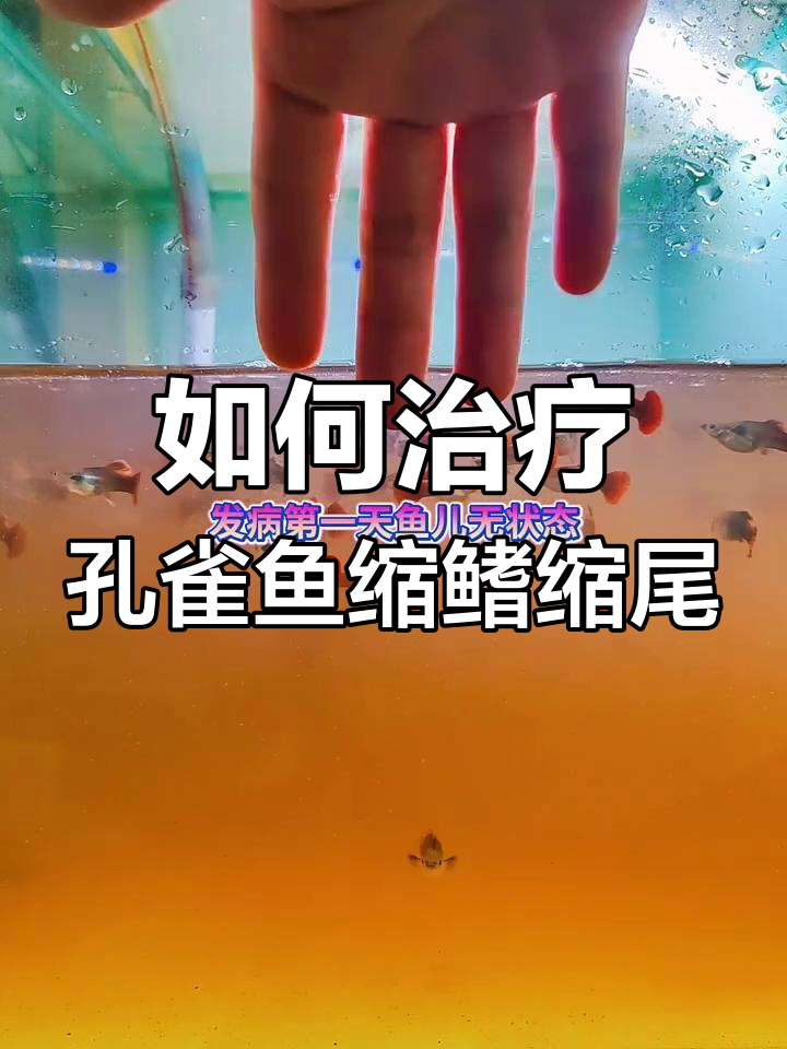 孔雀鱼缩鳍缩尾原因及治疗方法全解析