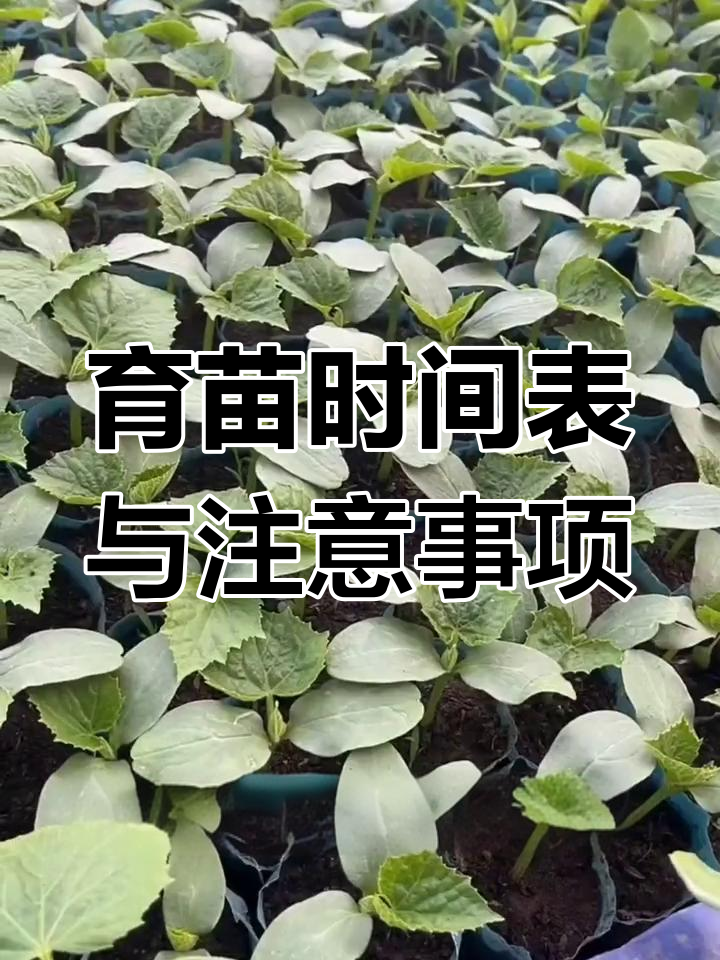 蔬菜育苗技巧大揭秘,掌握这些方法让秧苗更健康