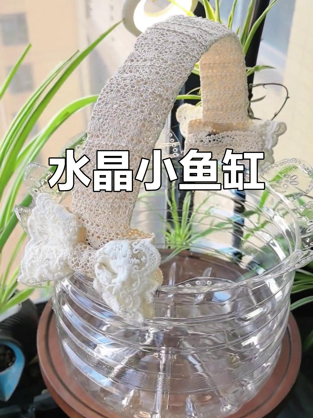 明星矿泉水桶变生态鱼缸，水清鱼儿欢！