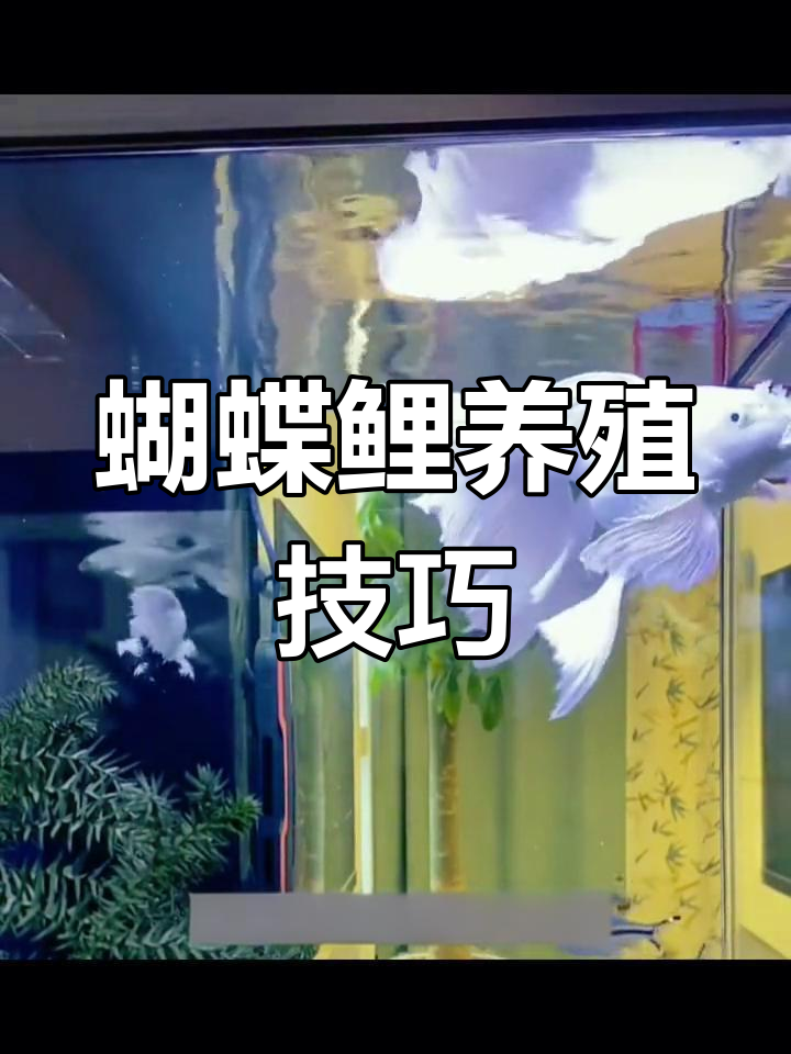 如何正确饲养蝴蝶鲤?