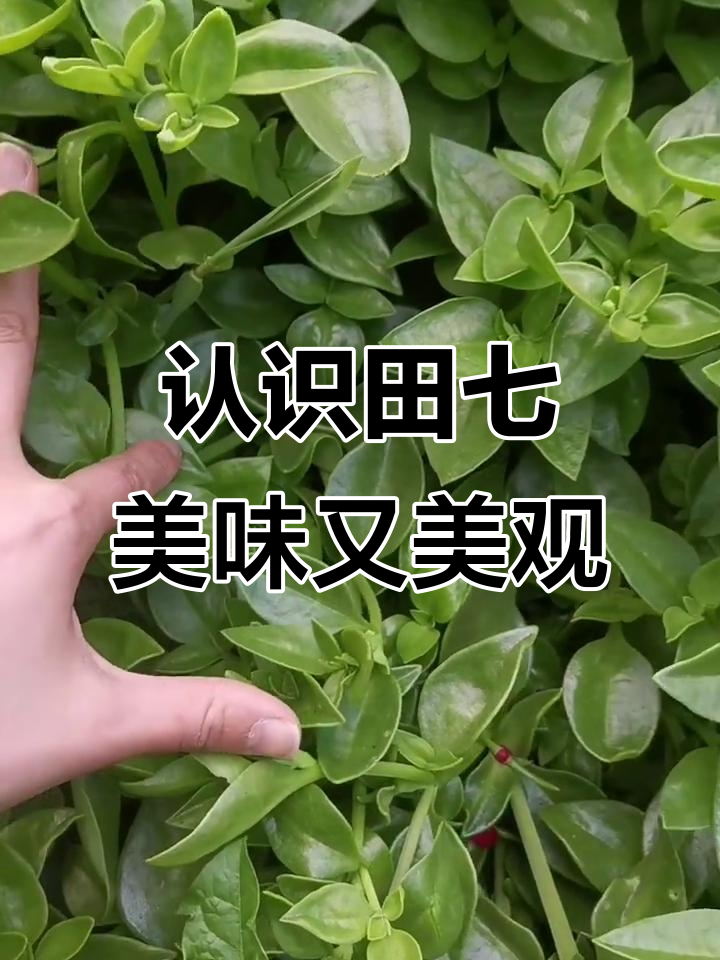 田七:药食两用的美丽蔬菜,凉拌口感清脆