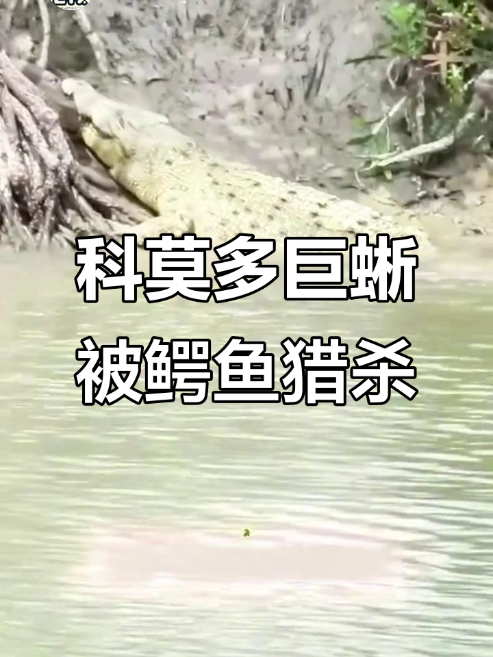 鳄鱼捕食科莫多巨蜥,惊险瞬间让人震惊