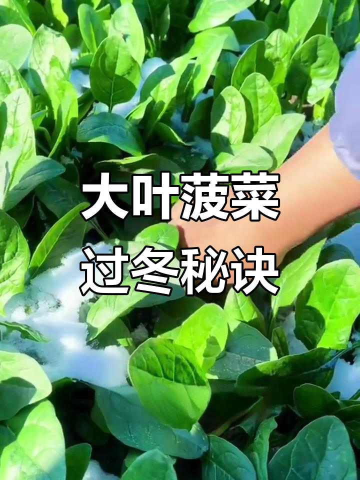 秋冬种大叶菠菜,春季依旧新鲜可口!