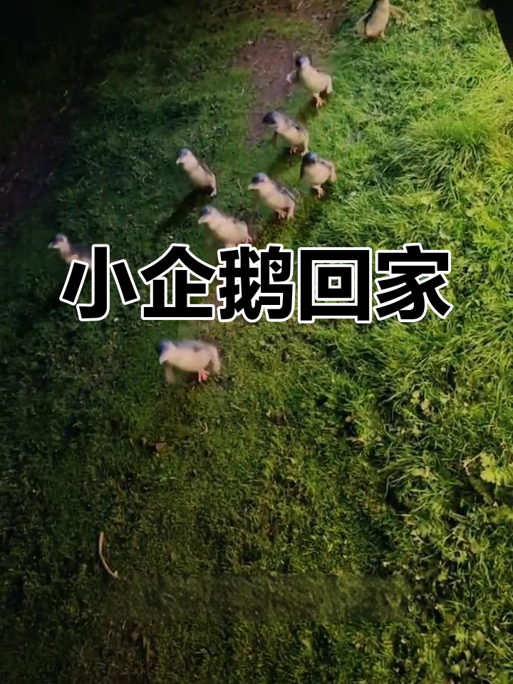 每年冬季,企鹅归巢,与它们近距离接触,温暖又萌化人心