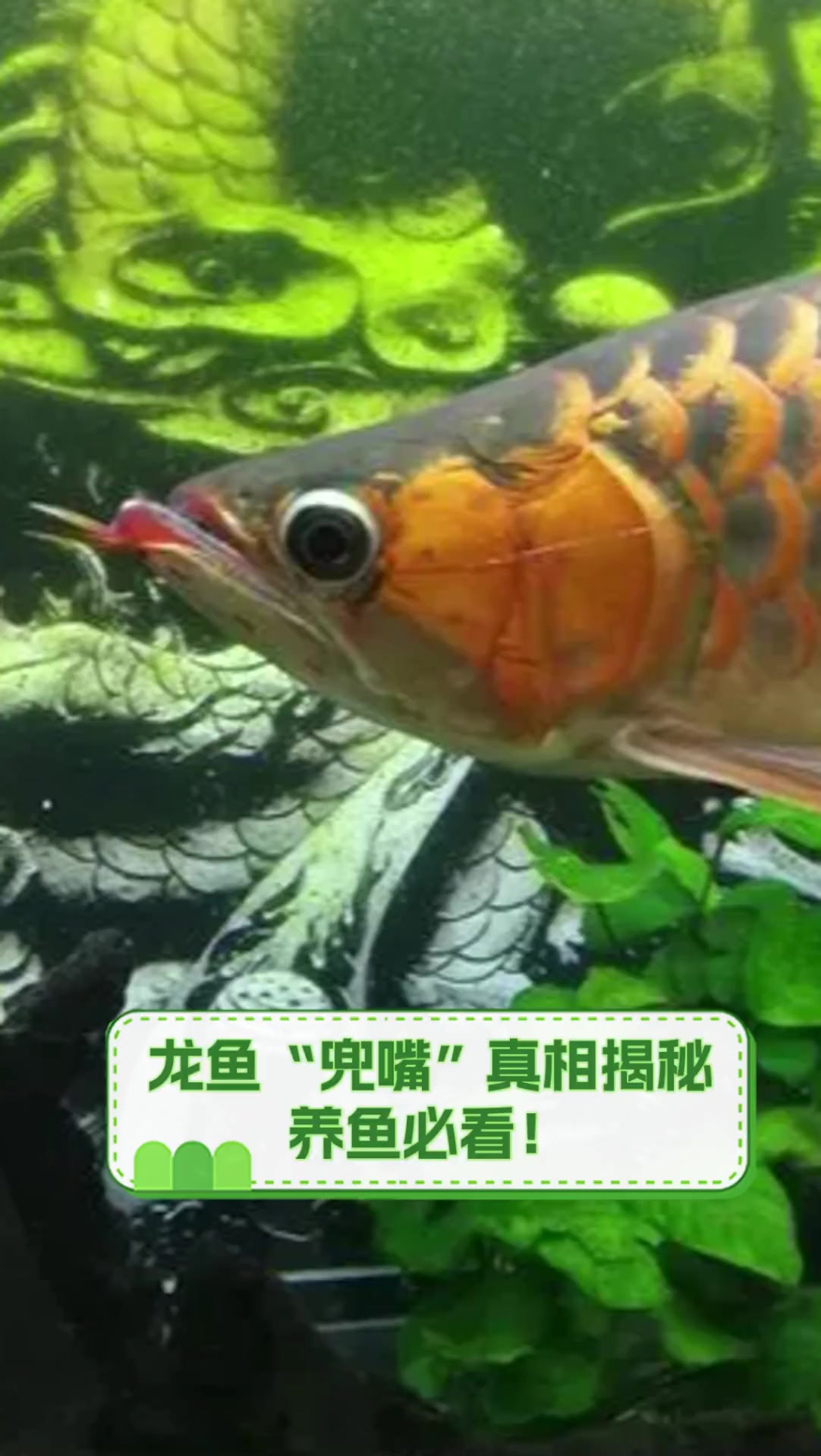 龙鱼“兜嘴”真相揭秘,养鱼必看!