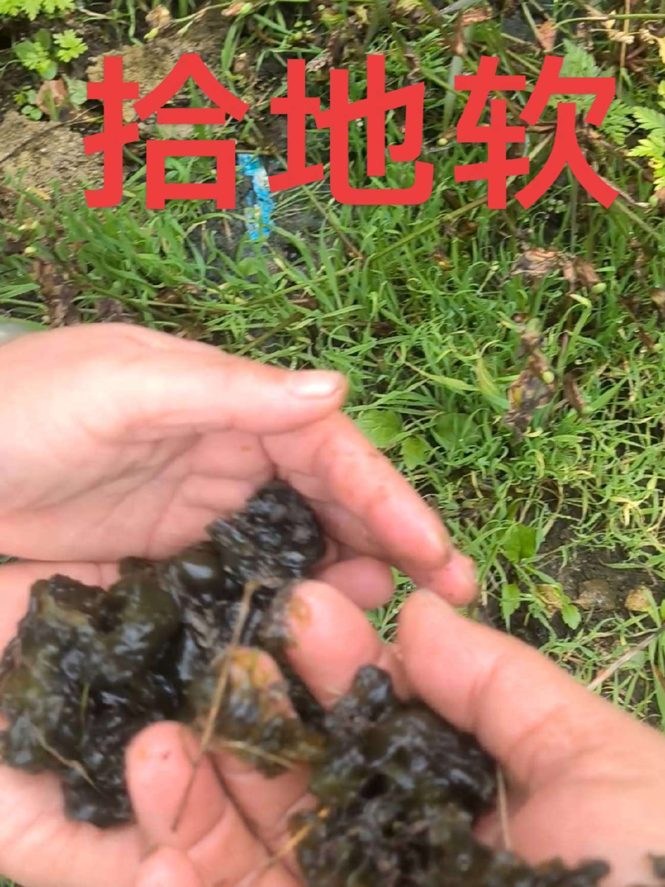 地软，俗称地木耳、地踏菜、地皮菜等，广泛用于食用和药用，具有清热明目、补血养颜等功效，但需