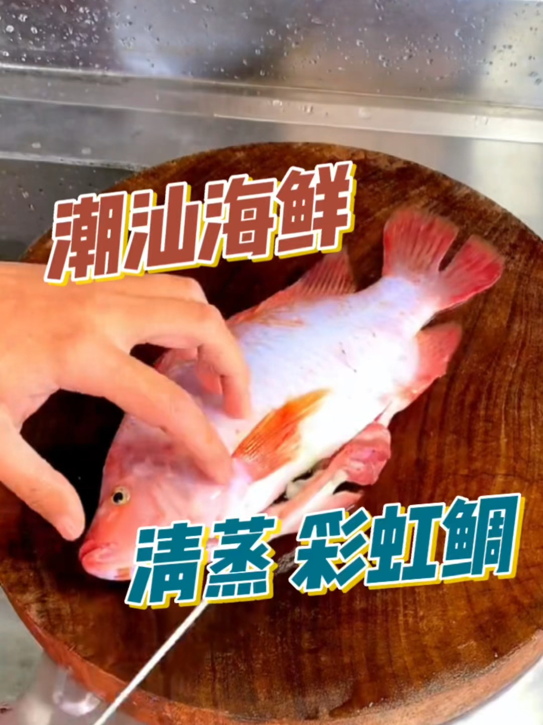 红罗非又名(彩虹鲷)鱼肉鲜美,清蒸、原汁原味