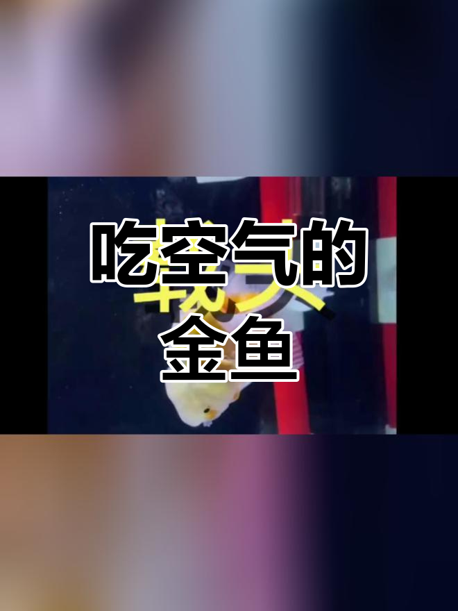 金鱼浮头吃空气,竟致失衡