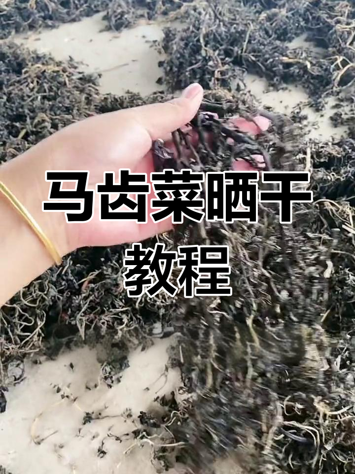 如何晒干马齿菜?简单步骤教你轻松搞定