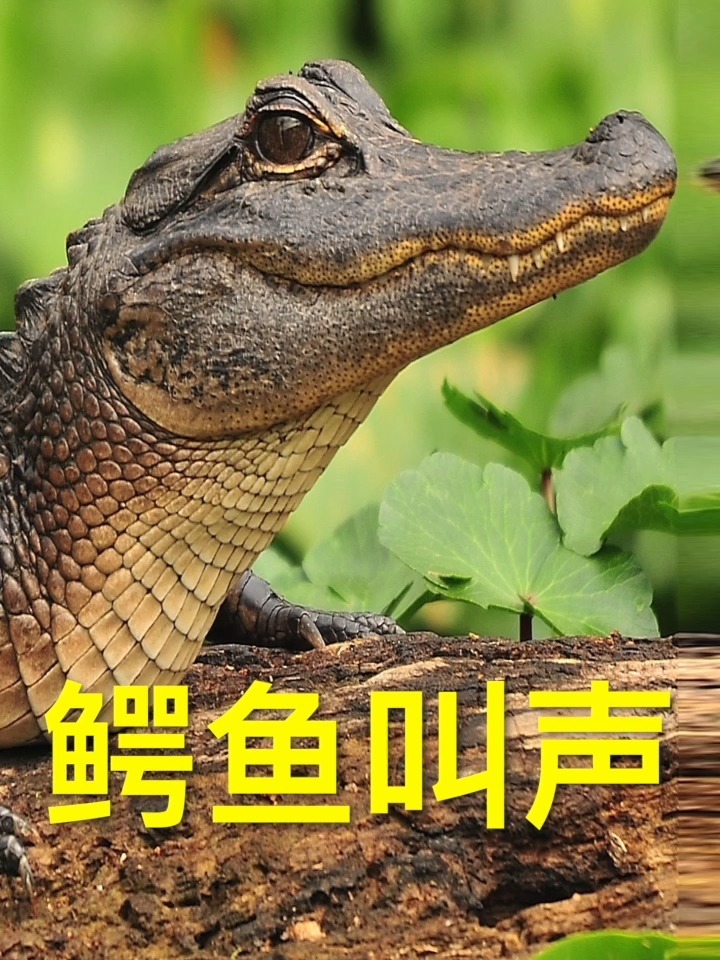 小鳄鱼的叫声