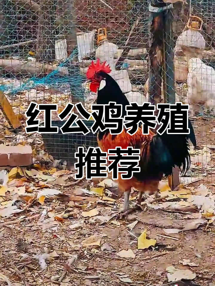 适合全国饲养的红公鸡品种