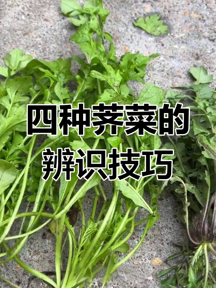 教你辨别四种常见荠菜,轻松掌握不同特征