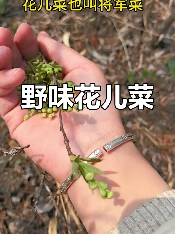 花儿菜,野生珍品,独特风味,饭店必备的特色菜肴
