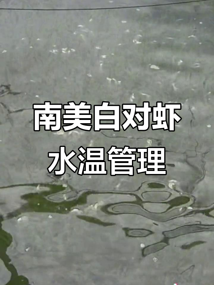 南美白对虾养殖水温控制技巧,如何避免高温应激