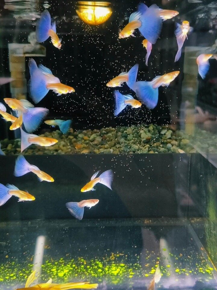 尾巴特别飘逸的一款天空蓝孔雀鱼