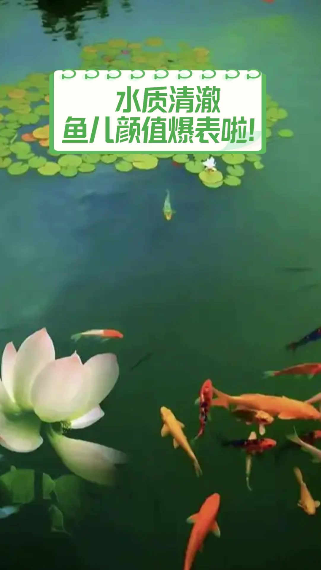 水质清澈,鱼儿颜值爆表啦!