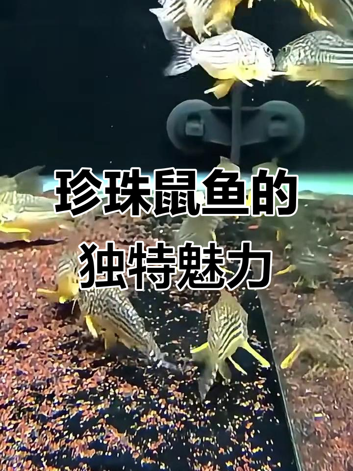 金翅珍珠鼠:黑色底白点,金黄色翅膀的神秘观赏鱼