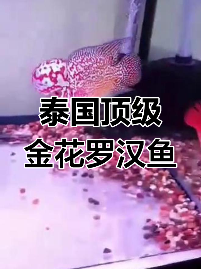 泰国赛级金花罗汉鱼,粗拉线大水头,红底惊艳登场