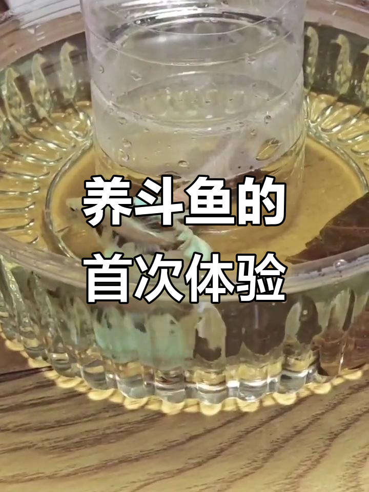第一次养斗鱼,下班后紧张地检查它们是否还活着
