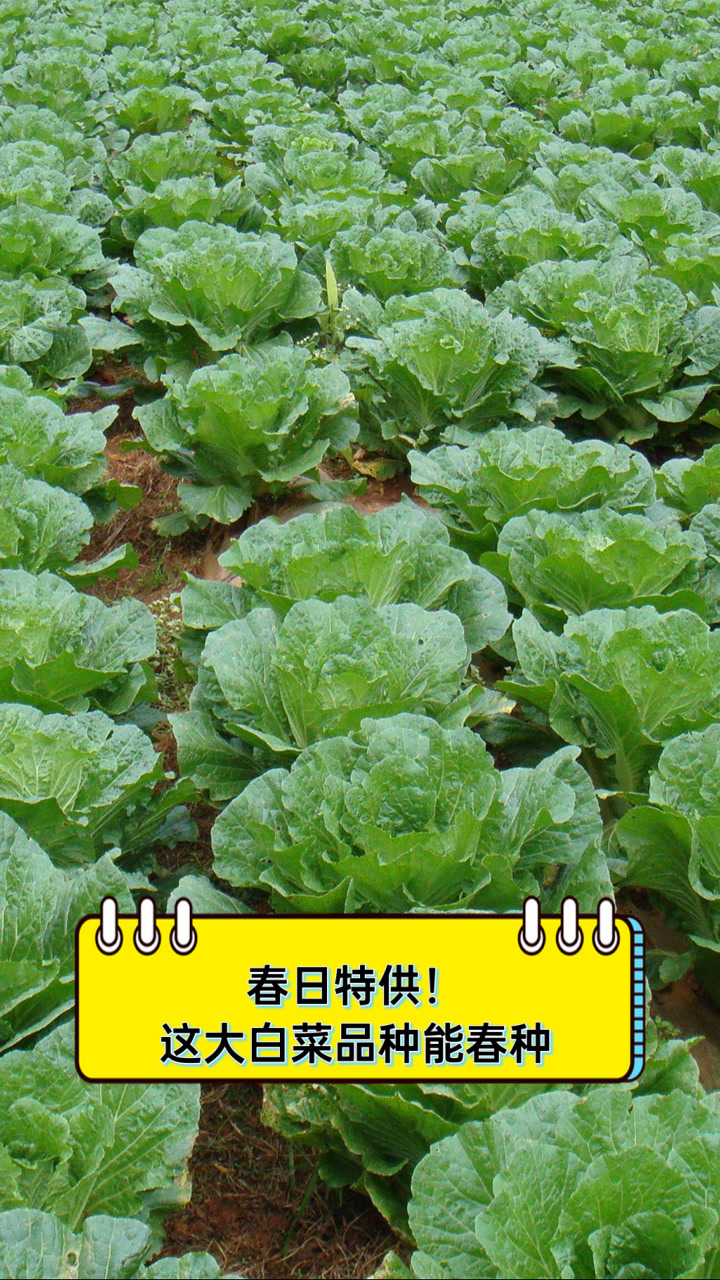 春日特供！这大白菜品种能春种