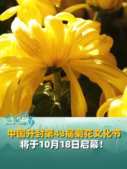十月开封,满城尽带“黄金甲”!开封菊花文化节10月18日启幕。130万盆菊花绽放各景区,全