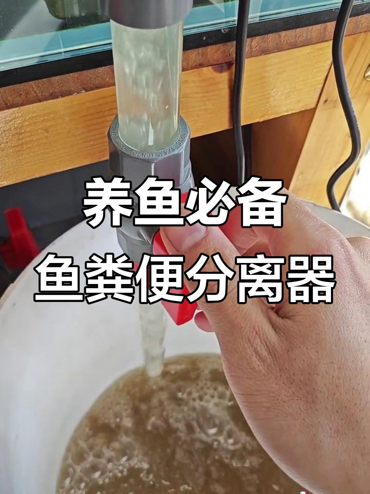 鱼便分离器让养鱼更轻松，水质无忧