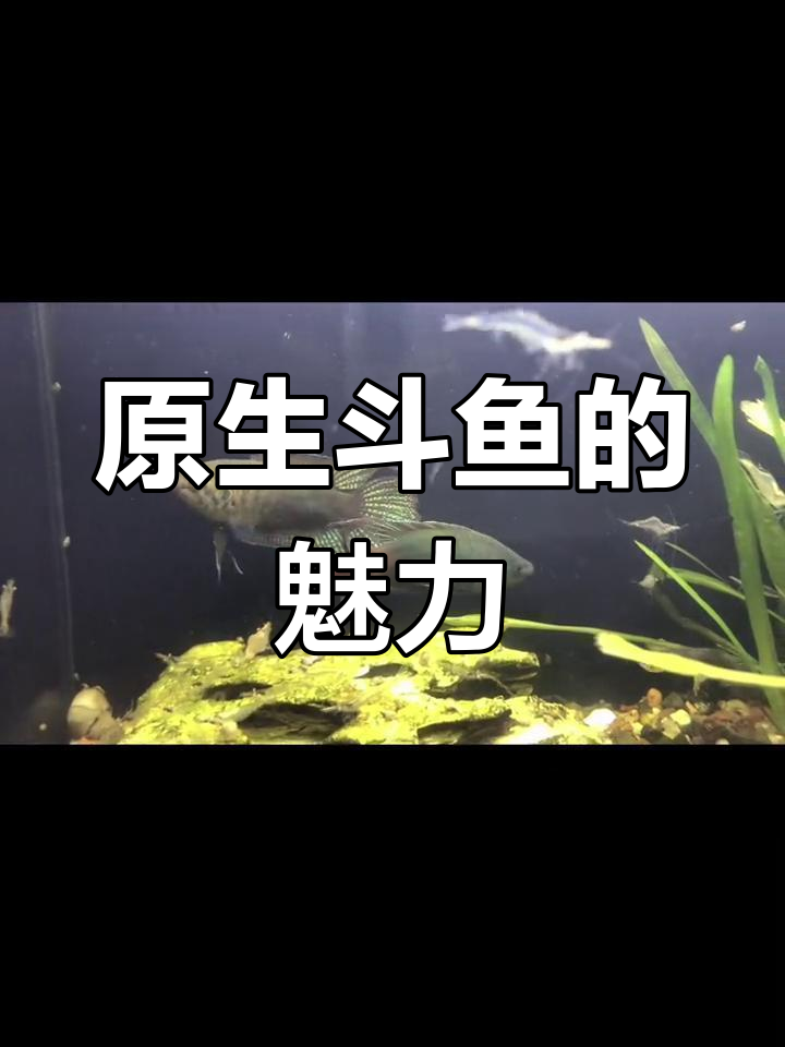 圆尾斗鱼,北方原生之美,色彩艳丽,耐养好战