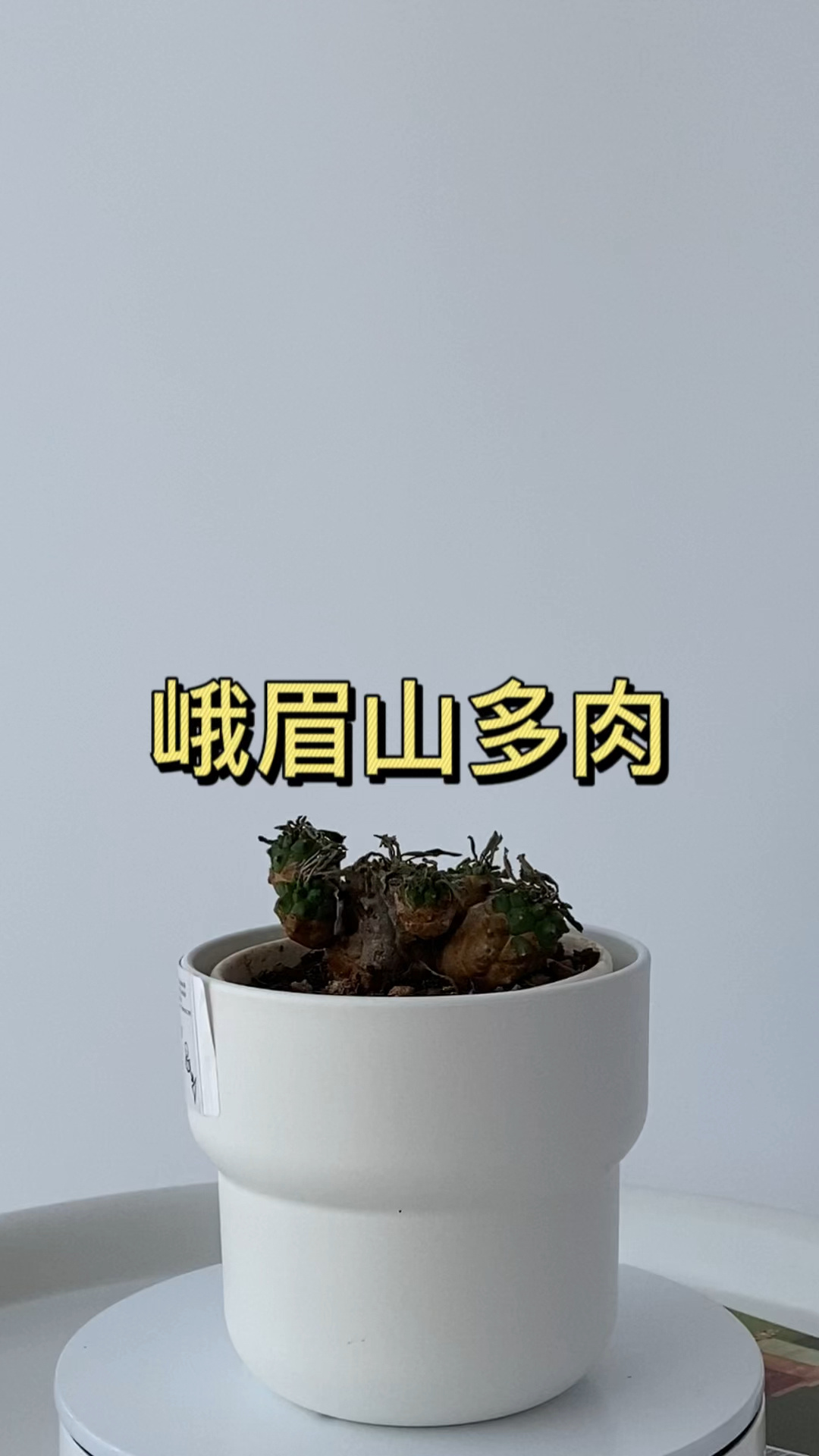 铁甲麒麟多头群生峨眉山多肉植物