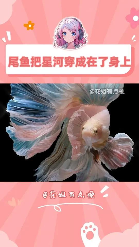 婚纱取名鱼尾果然有原因