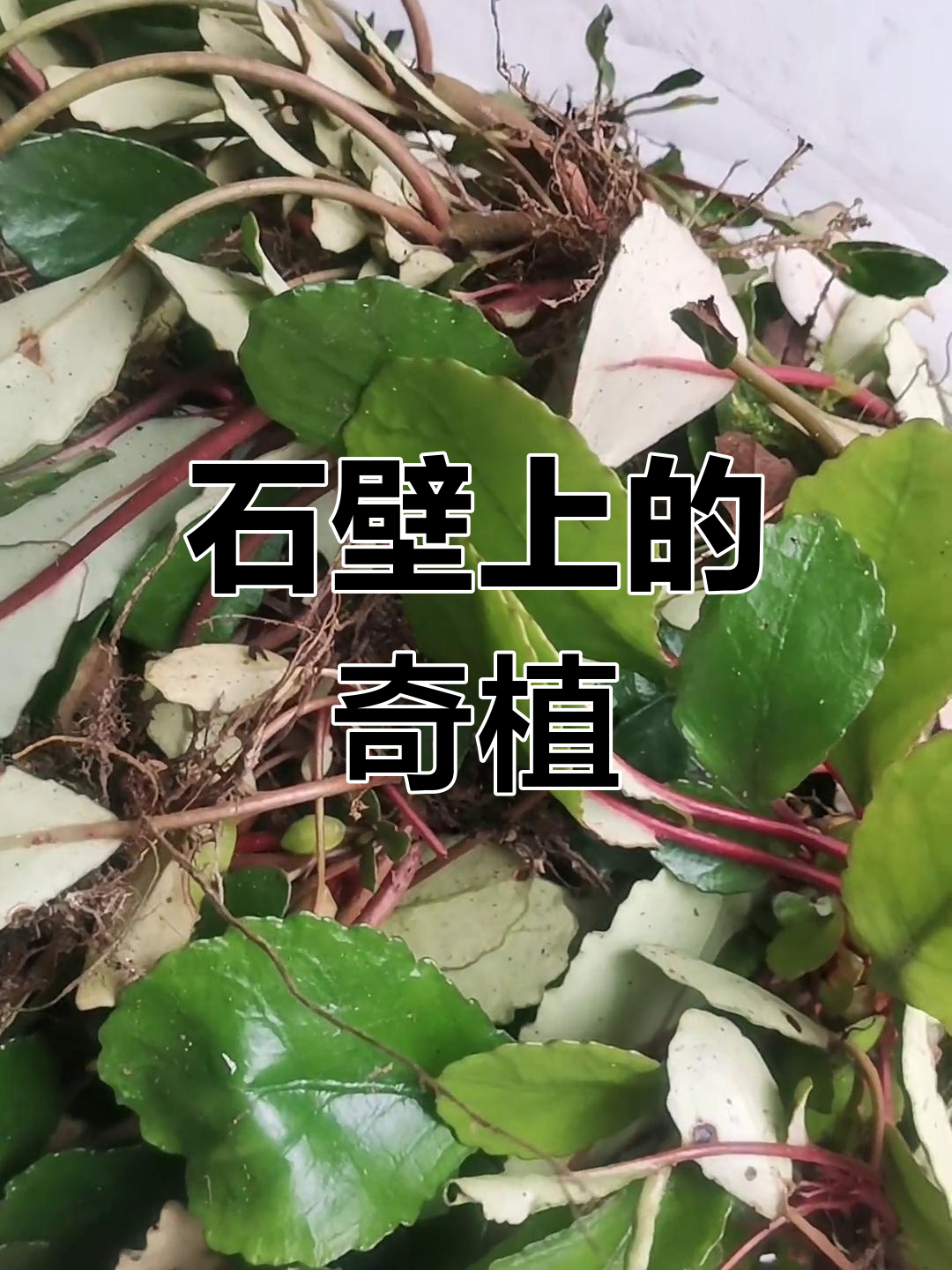 云贵川石壁上的奇特植物,岩青菜与厚薄各有不同