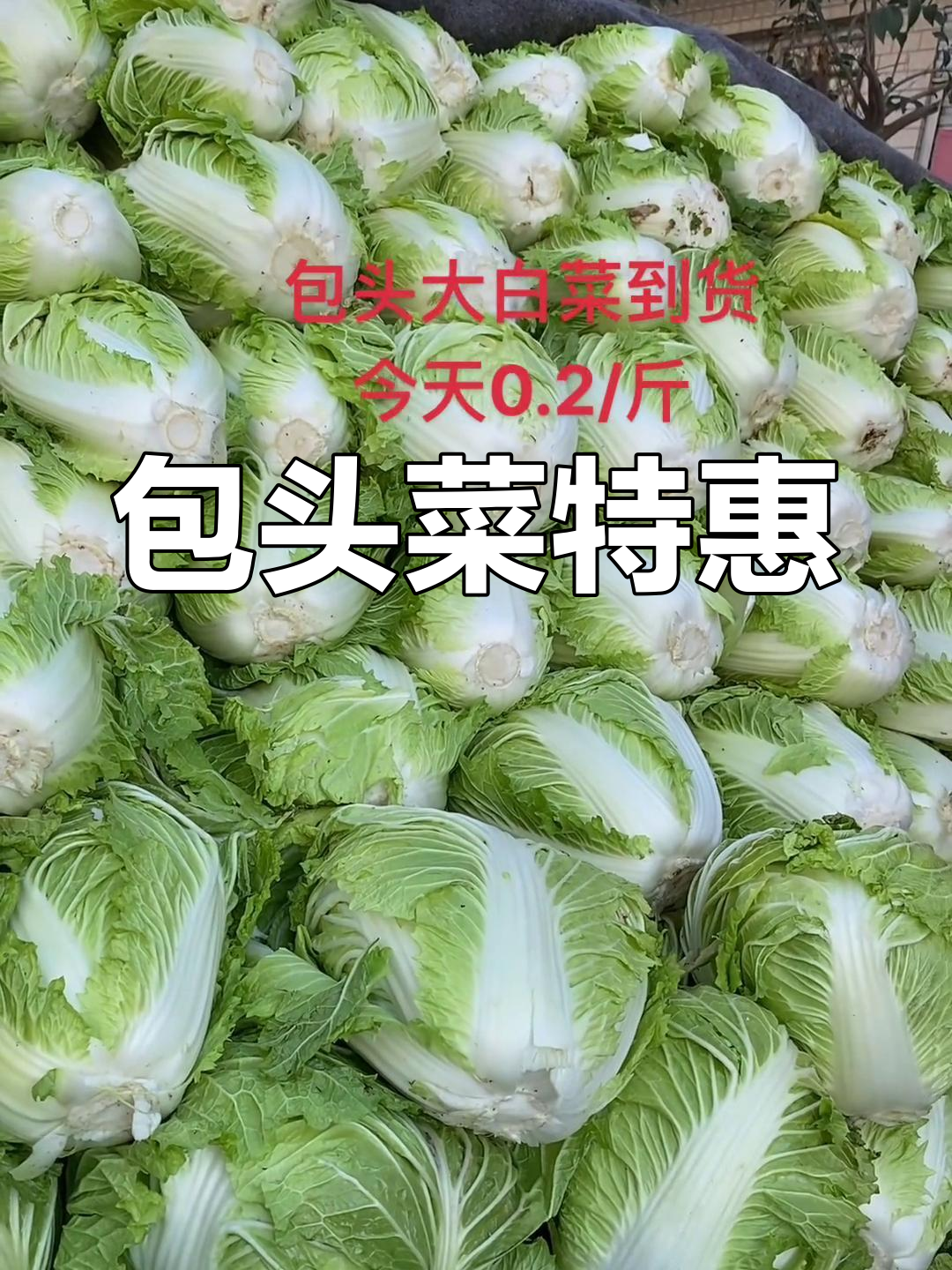 包头菜降价,炒凤卷新做法