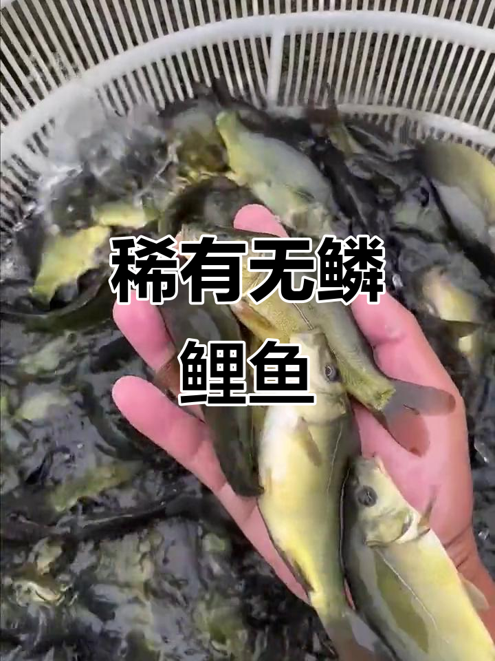 无鳞鲤鱼，肉质鲜美，烧烤红烧皆宜