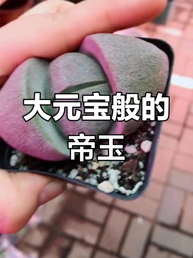 帝玉:像元宝一样的多肉植物,超大号盛石花