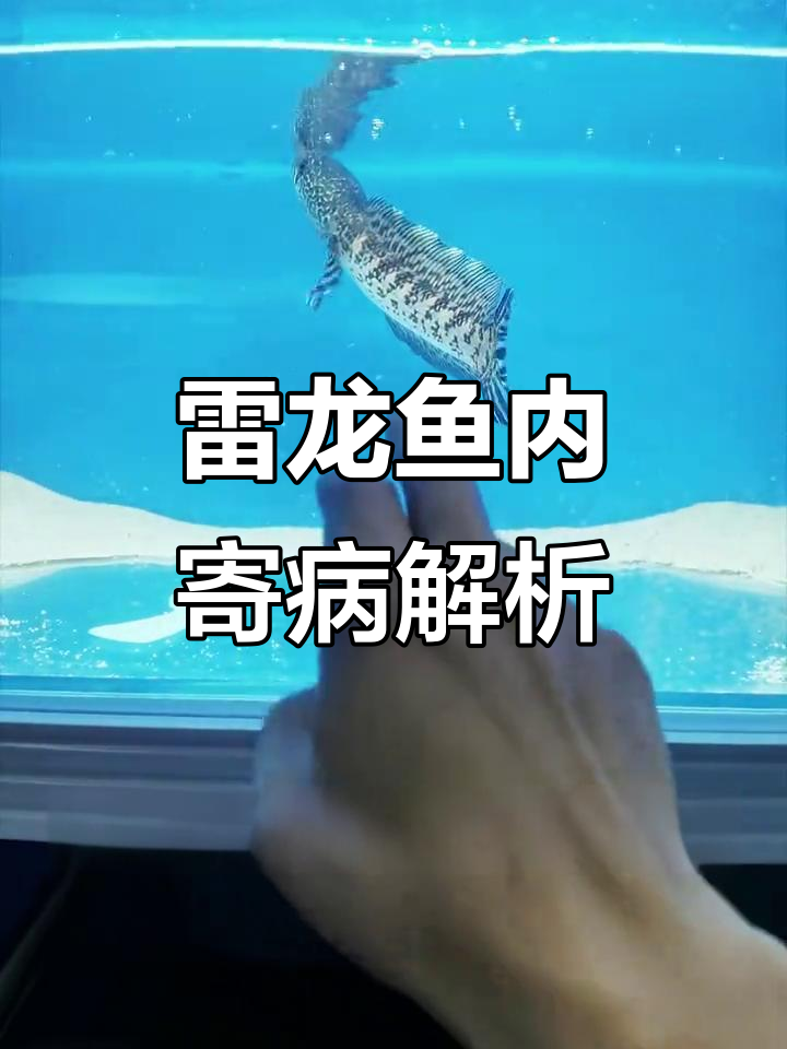 雷龙鱼内寄症状与防治方法