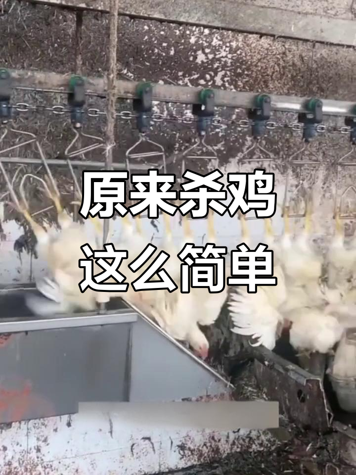 流水线杀鸡,竟然是这样死的!