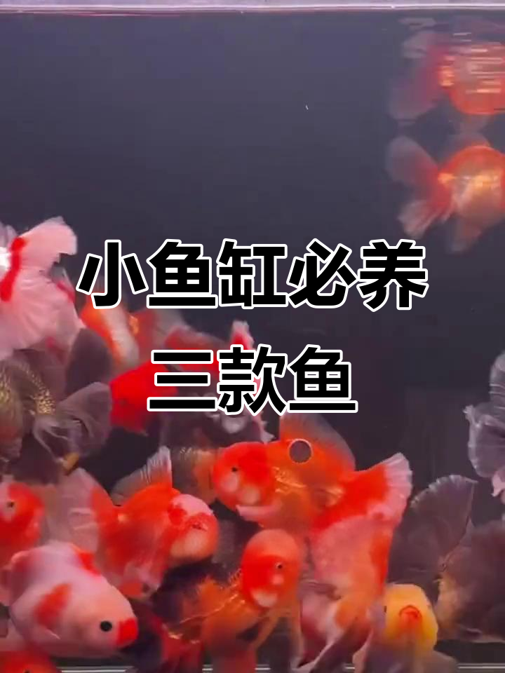 适合小鱼缸养的三种观赏鱼，轻松养出群游效果