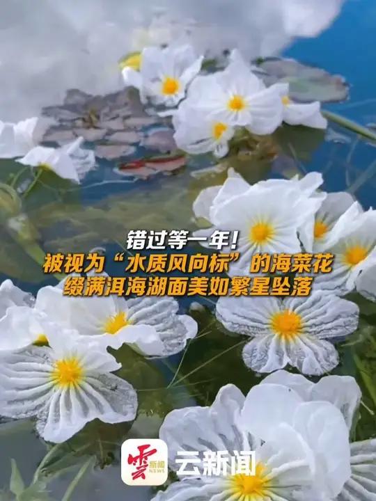 被视为“水质风向标”的海菜花缀满洱海湖面美如繁星坠落 