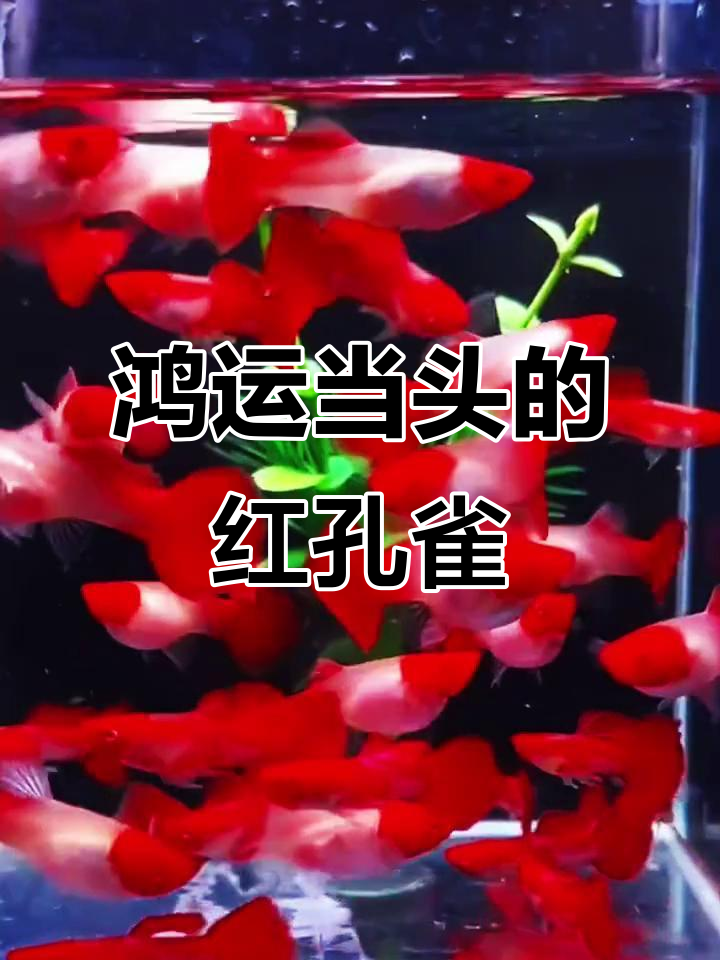 红头孔雀鱼:美丽又易养,新手必选!