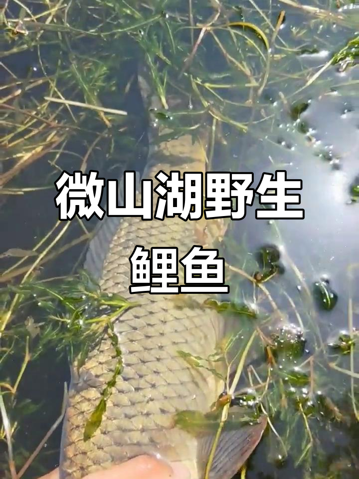 微山湖野生大鲤鱼,金身红尾惊艳登场
