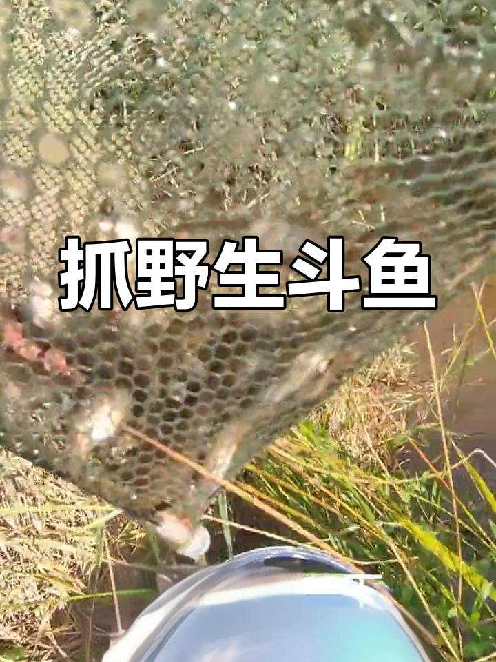 野生斗鱼抓捕全纪录