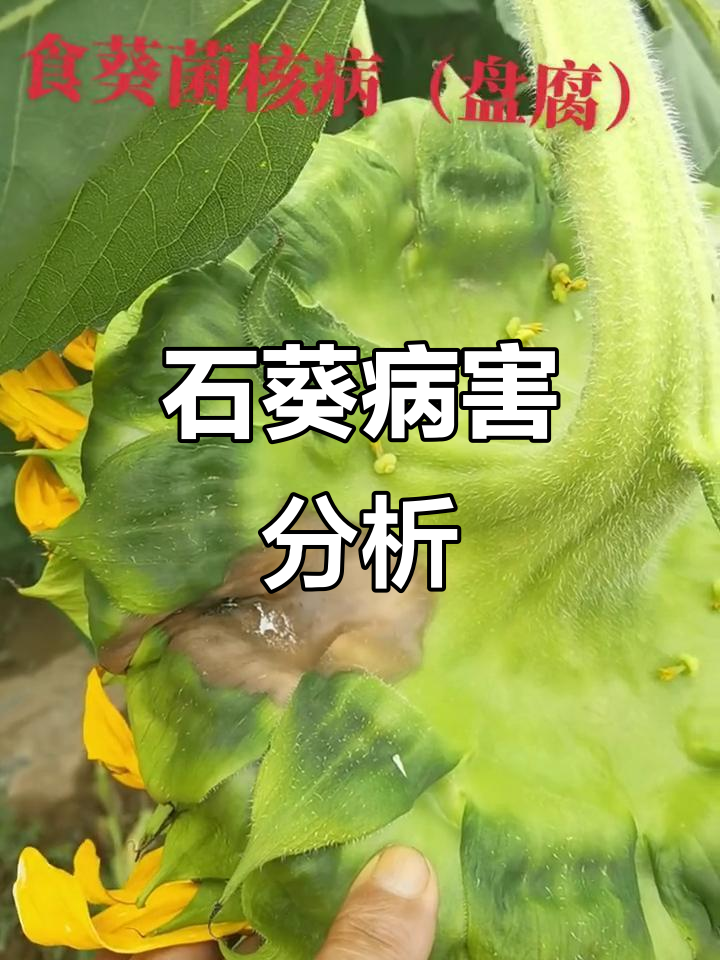 昆明气候影响石葵健康,菌核病和软腐病频发