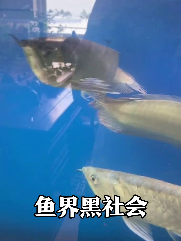 鱼缸大佬巡视领地,小红鱼在“黑社会”中穿梭胆子太肥