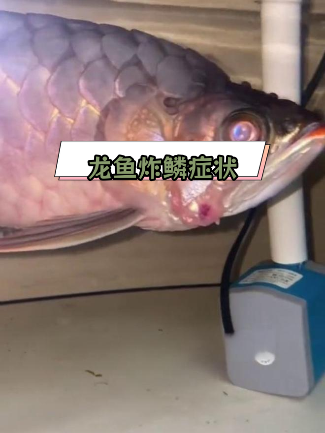 龙鱼松鳞病,从轻微到严重的变化